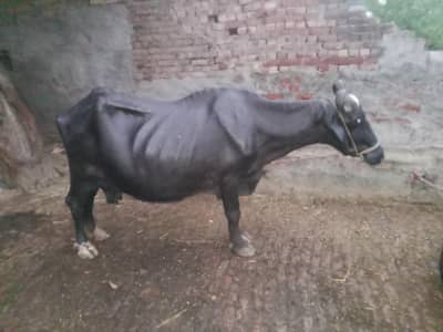 bhens boht aseel 6kg doodh