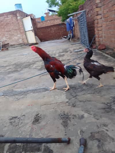 Aseel Miawali Amroha