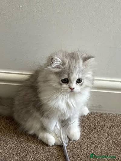Persian kitten whatp //0 327//// 2662719