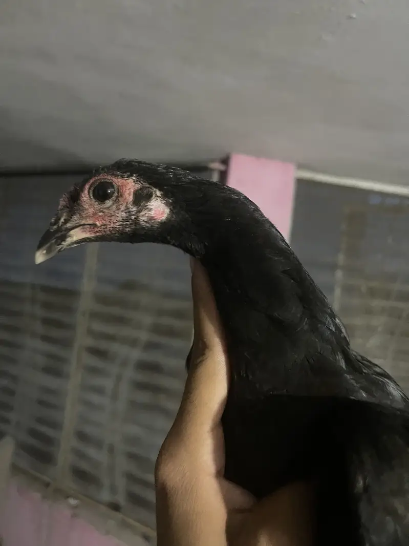 Super neck locker Panus pkoya patha — photo 2