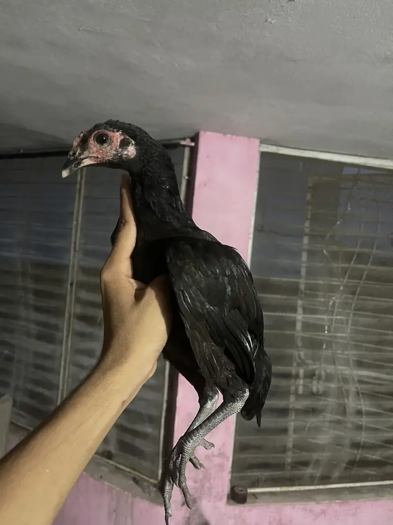Super neck locker Panus pkoya patha — photo 3