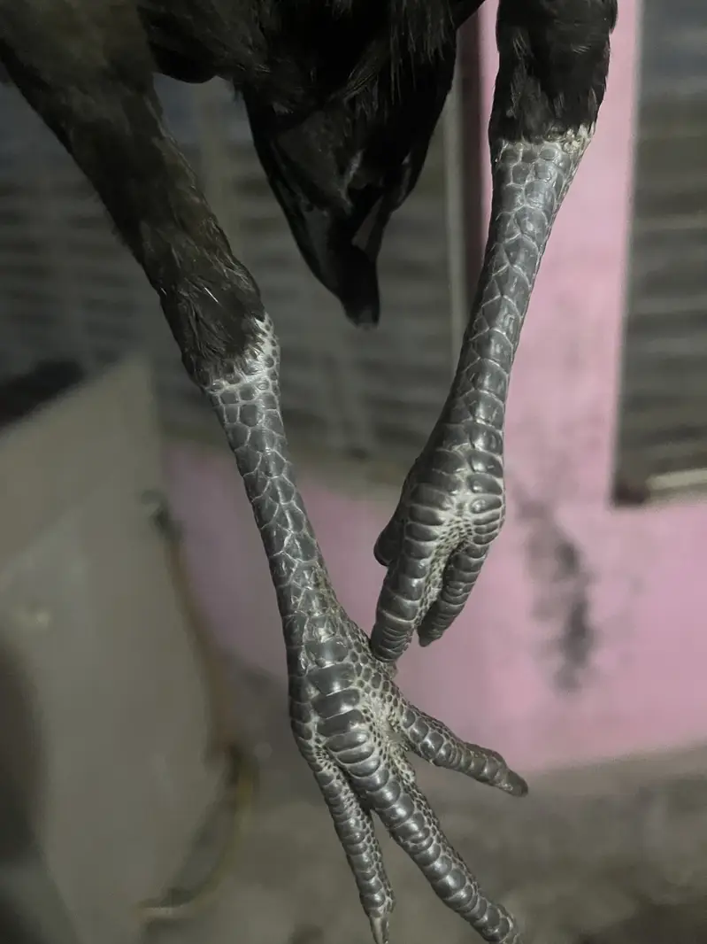 Super neck locker Panus pkoya patha — photo 4