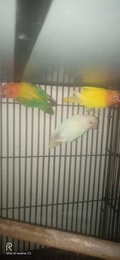 breeder pair 1 female 03127093372