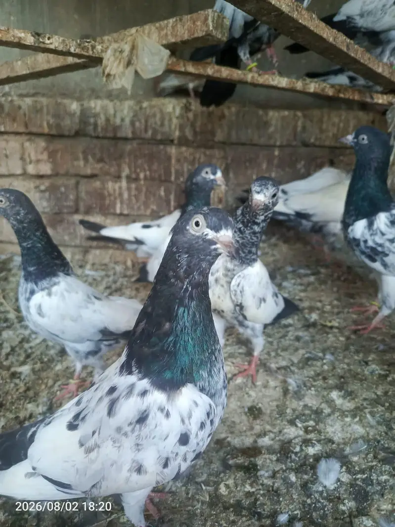 Kabutar sell — photo 2
