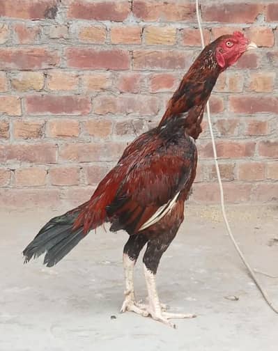 Jawa Aseel Patha 03011086657