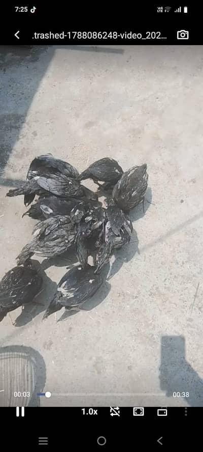 Seal murgi aur murga