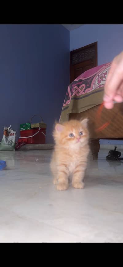 High quality persian kittens