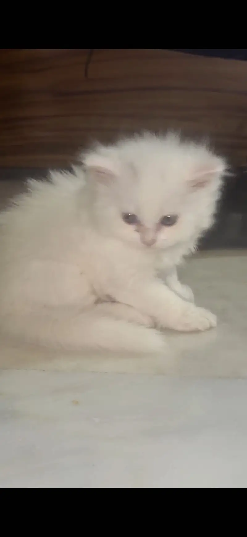 High quality persian kittens — photo 2