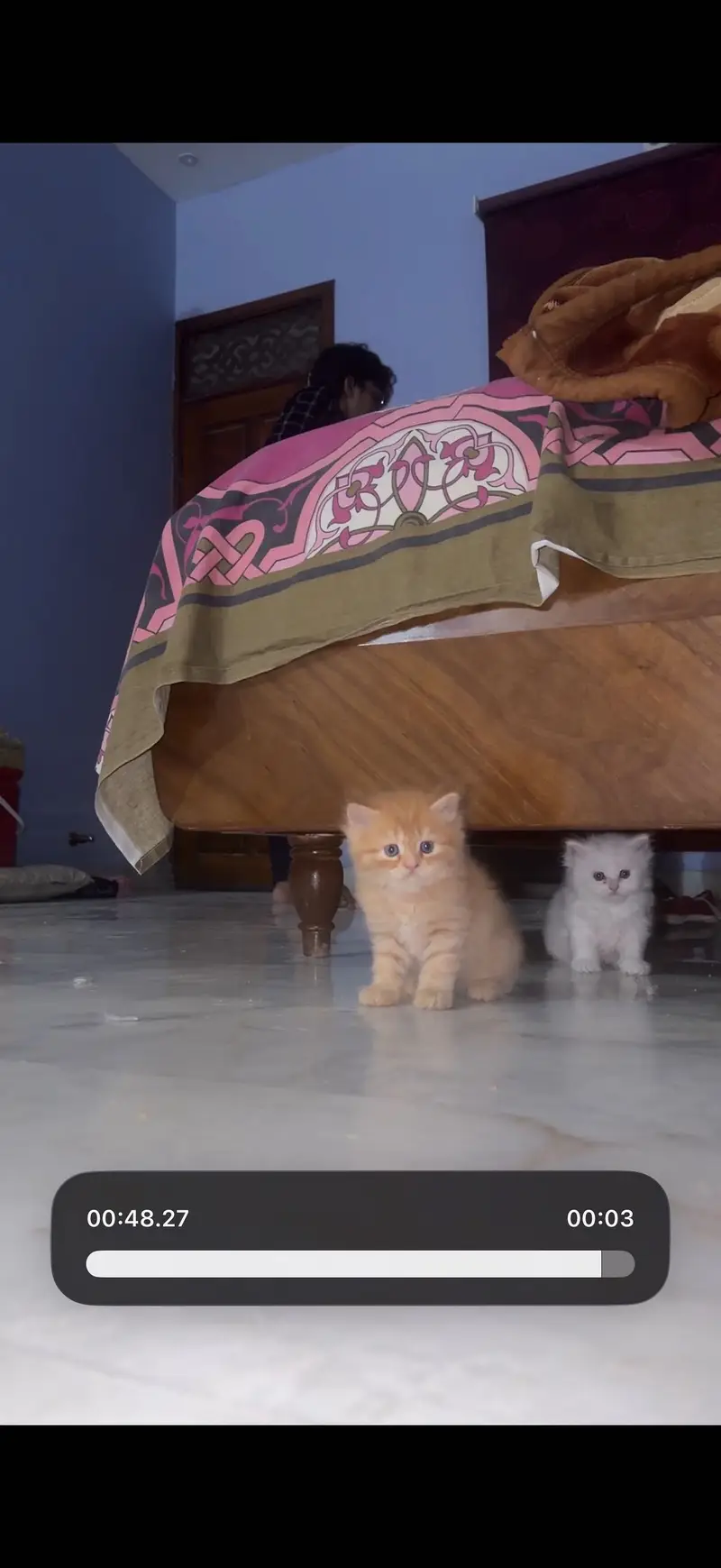 High quality persian kittens — photo 3