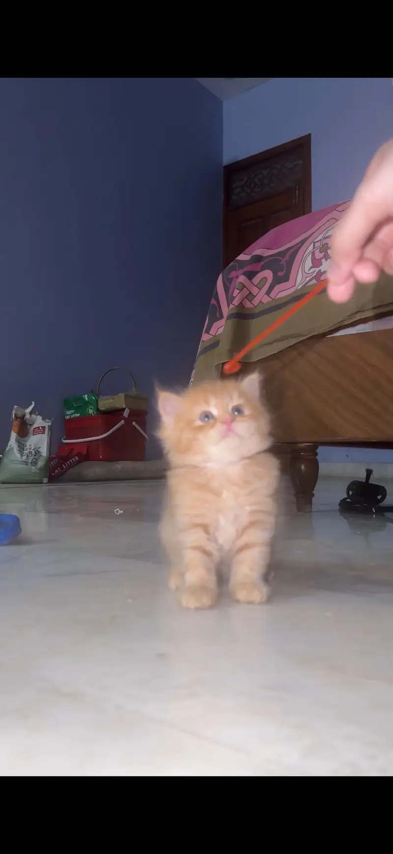 High quality persian kittens — photo 4