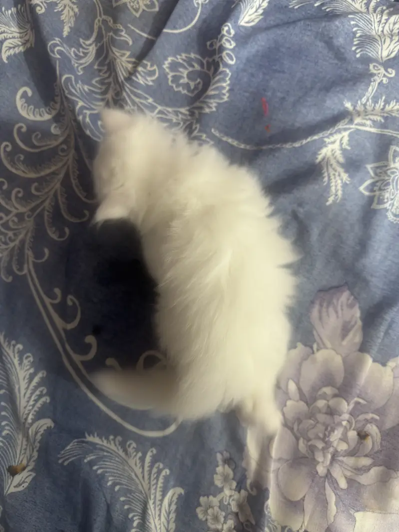 High quality persian kittens — photo 5