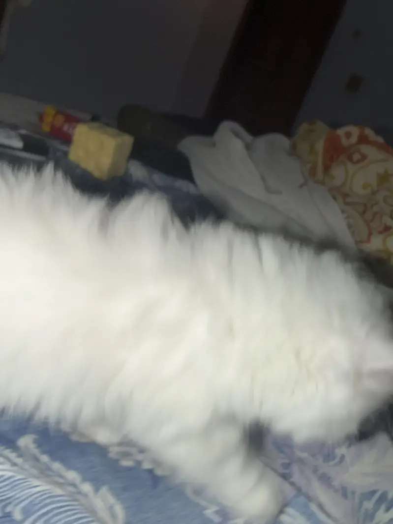 High quality persian kittens — photo 6