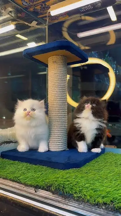 Persian kitten whatp //0 327//// 2662719 — photo 2