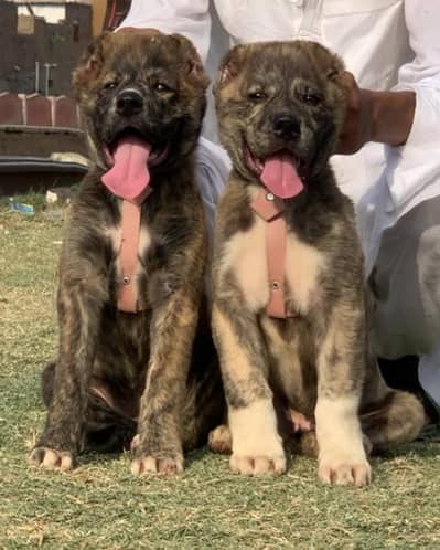 Turkish kangal | kurdish kangal | kangal dog | kangal puppy |kangal