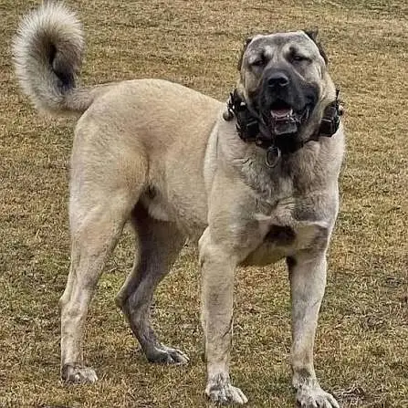 Turkish kangal | kurdish kangal | kangal dog | kangal puppy |kangal — photo 2