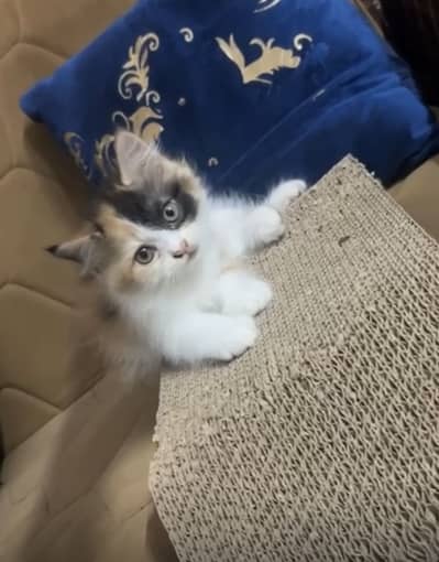 Persian Kittens | Triple Coated | Fluffy Kittens | For Sale |