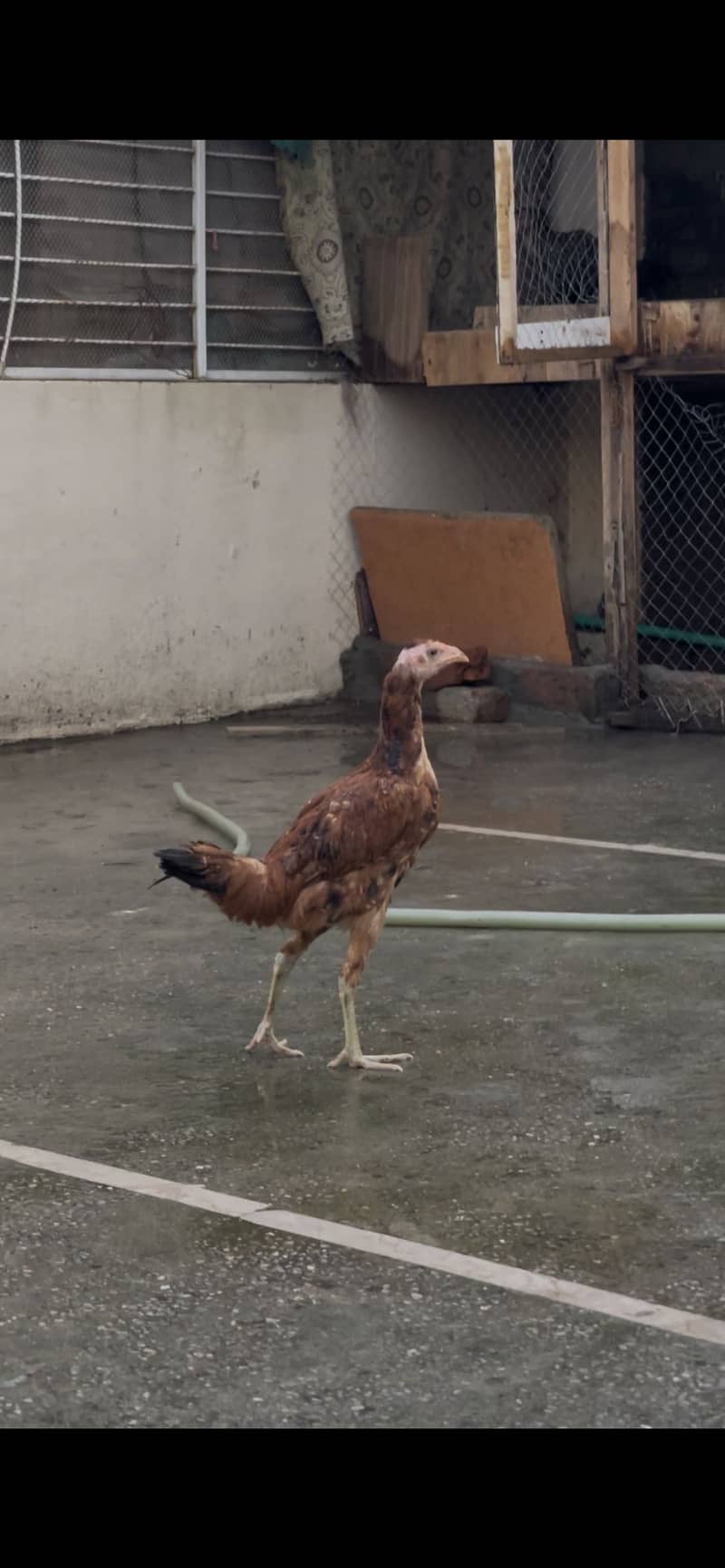 Burmi pathi 1
