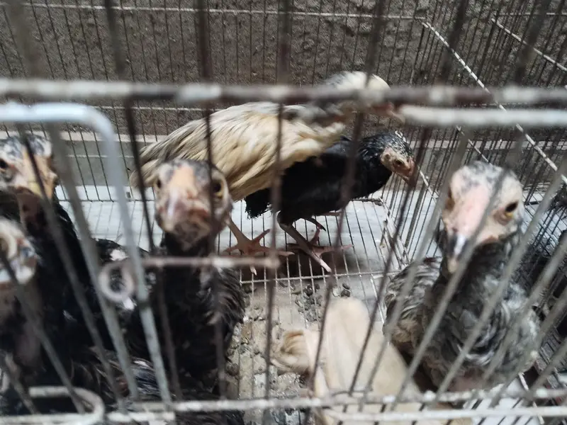 Mianwali assel chiks for sale — photo 2