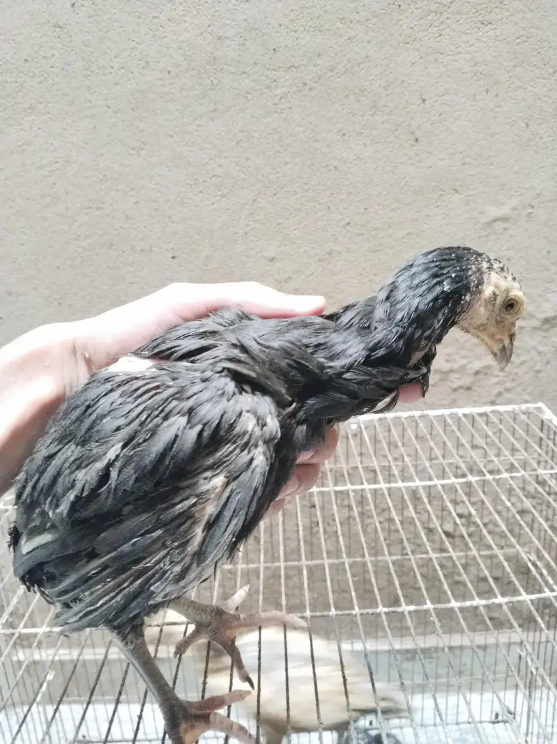 Mianwali assel chiks for sale — photo 9