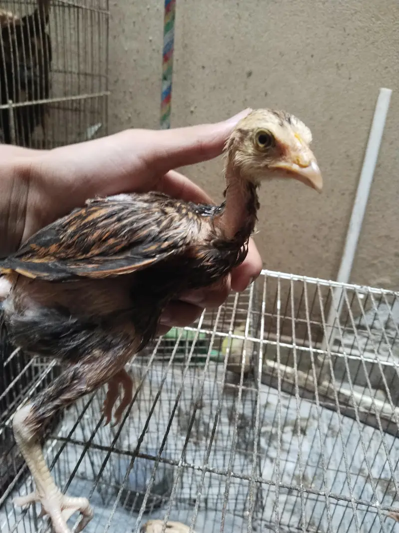 Mianwali assel chiks for sale — photo 10