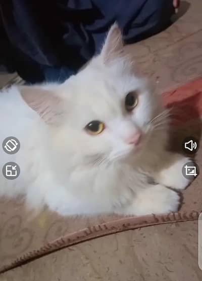 One female Turkish cat with two kittens vaccinated