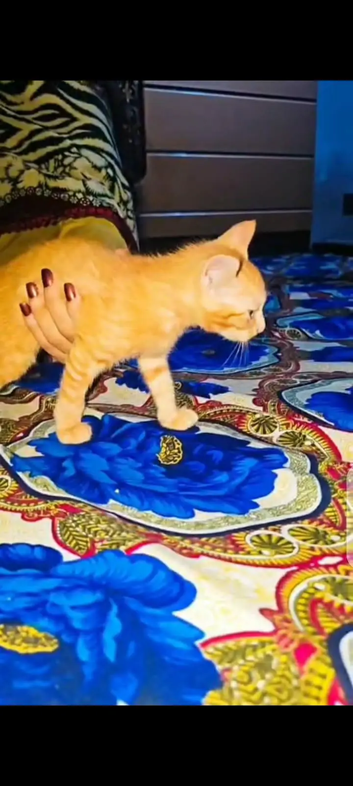 One female Turkish cat with two kittens vaccinated — photo 2
