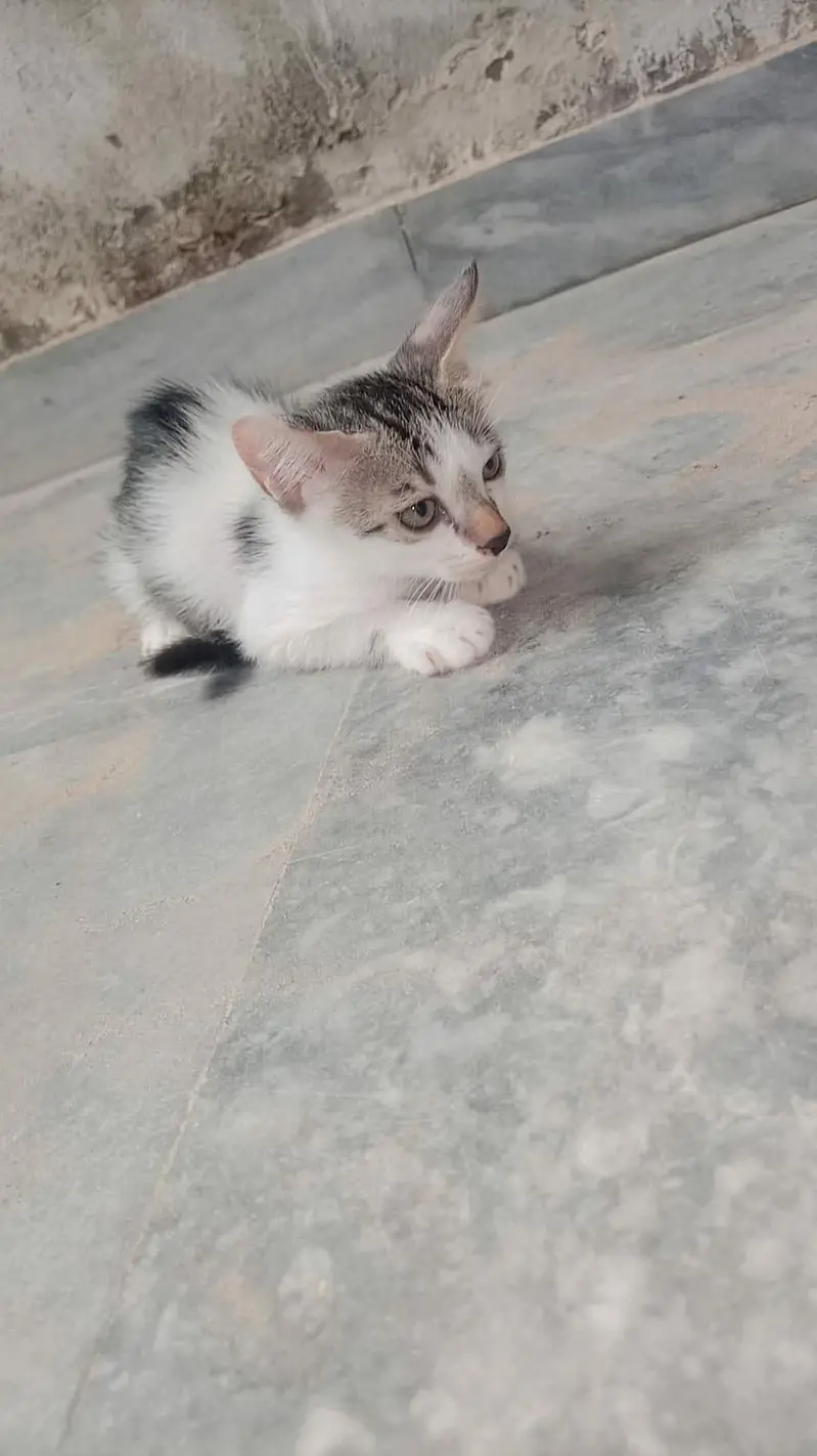 One female Turkish cat with two kittens vaccinated — photo 3