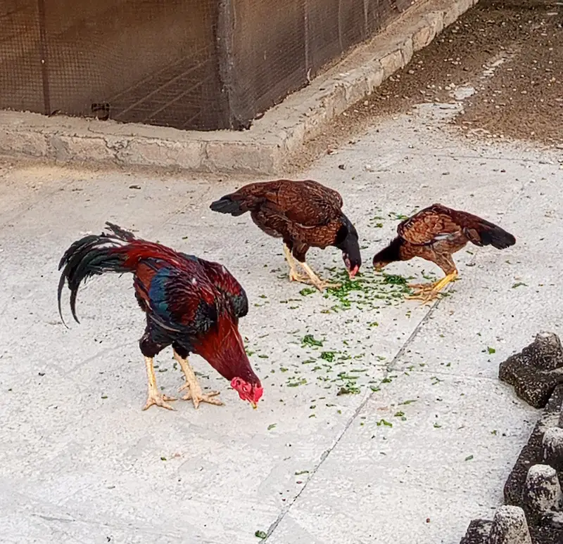 Aseel Family — photo 2