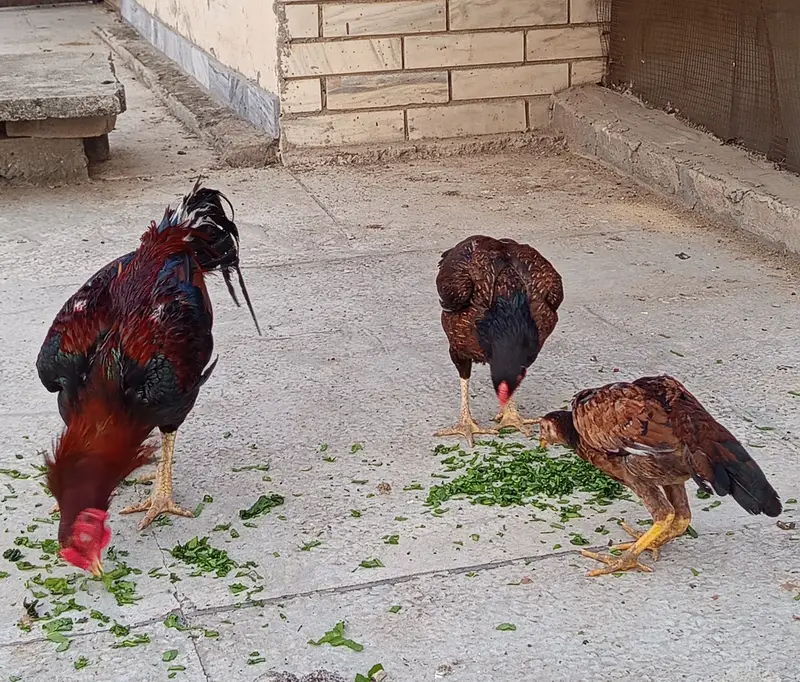 Aseel Family — photo 6