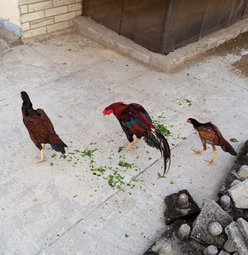 Aseel Family — photo 7