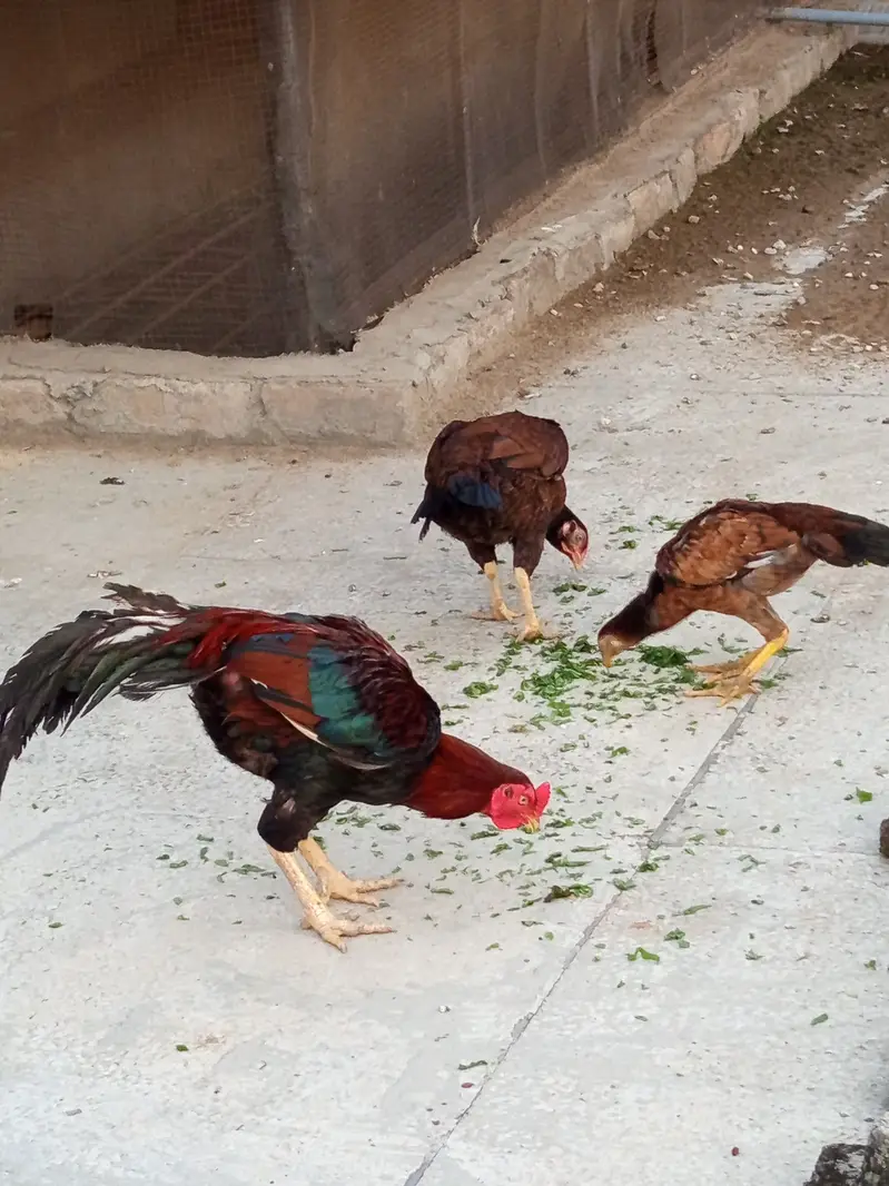 Aseel Family — photo 8