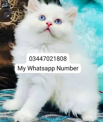 Persian kittens for sale