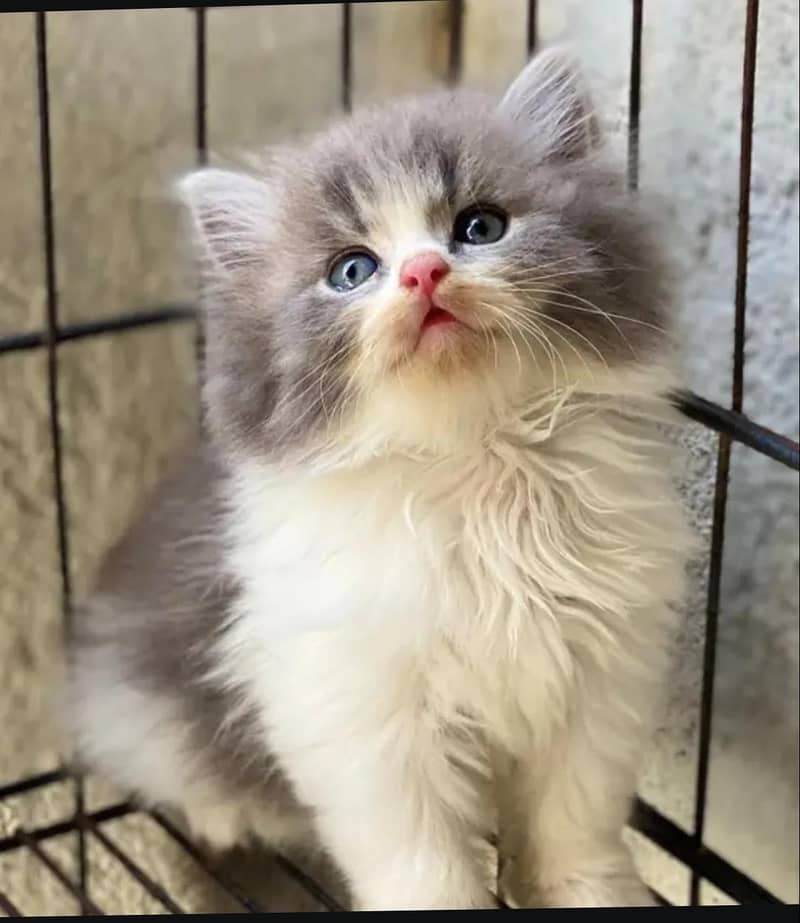 Persian kittens 0