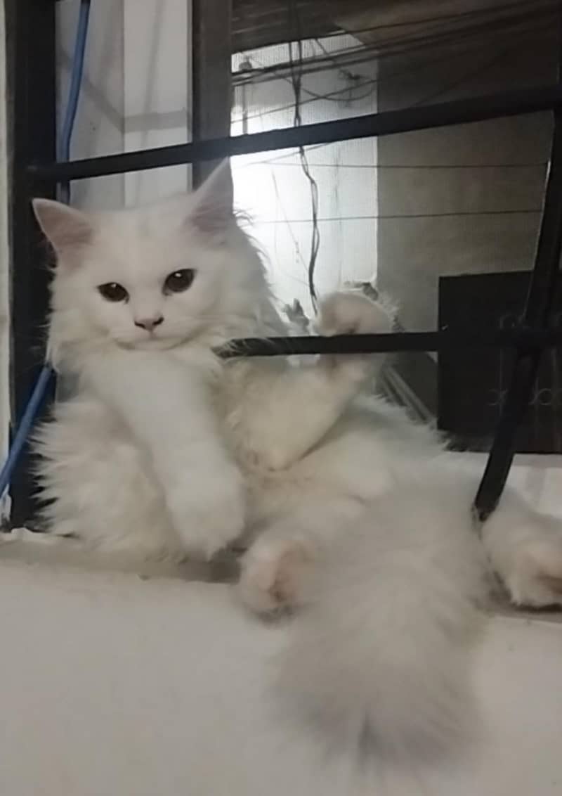 Persian kittens 1