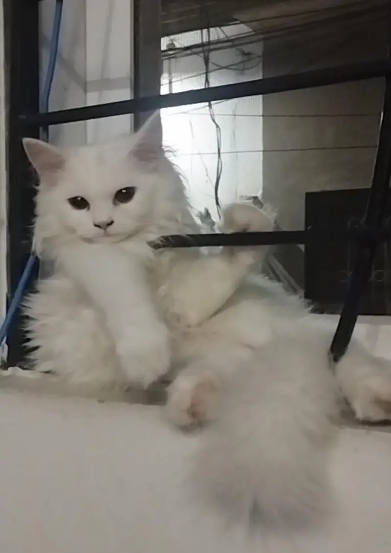 Persian kittens — photo 2