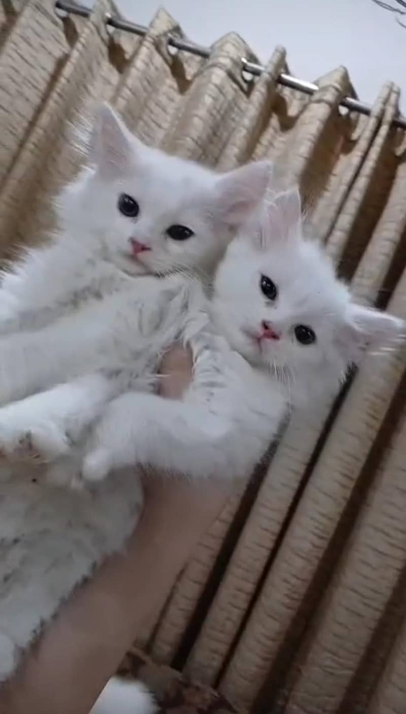 Persian kittens 2