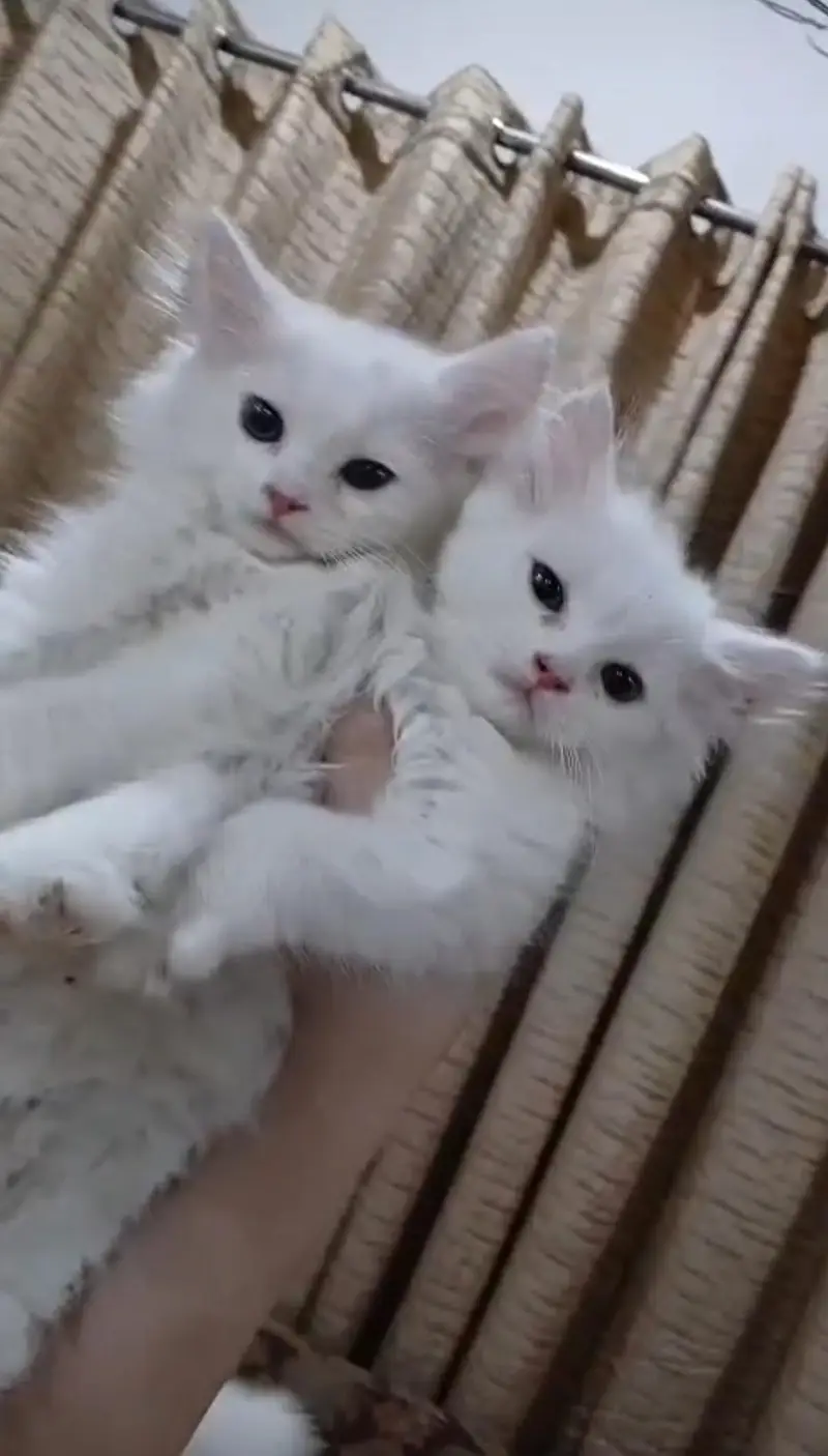 Persian kittens — photo 3