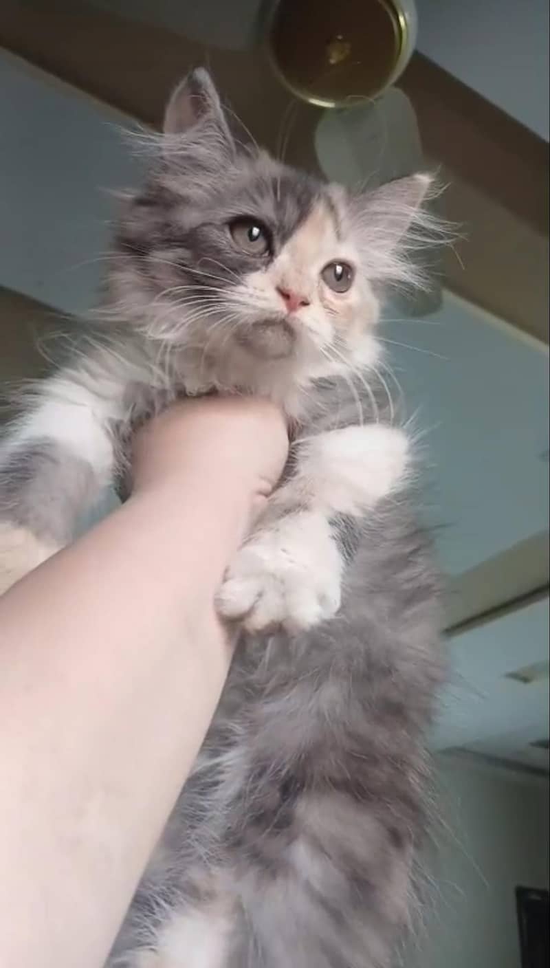 Persian kittens 3
