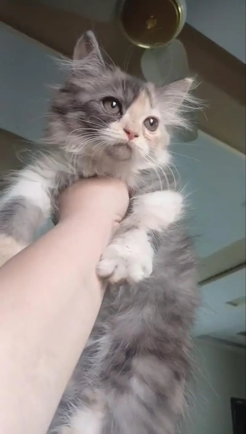 Persian kittens — photo 4