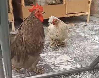 Pure Bantam Trio Setup (1 Male + 2 Females) - 8/9 Months