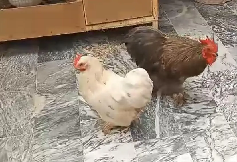 Pure Bantam Trio Setup (1 Male + 2 Females) - 8/9 Months — photo 2