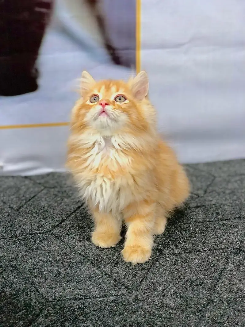 cash on delivery parshion kitten cat male female — photo 8