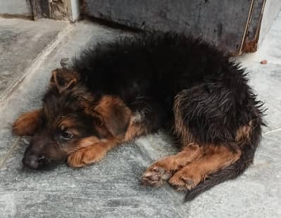 German Shepard puppy longcoat