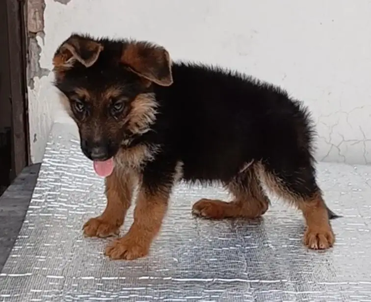 German Shepard puppy longcoat — photo 2