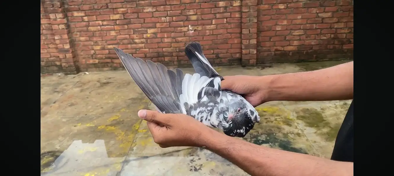 Breeder pairs lal aankhon Mai — photo 4