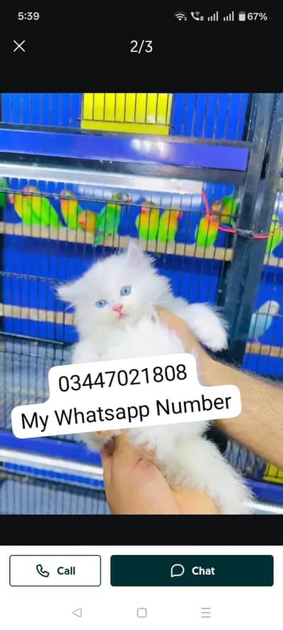 Persian kittens for sale