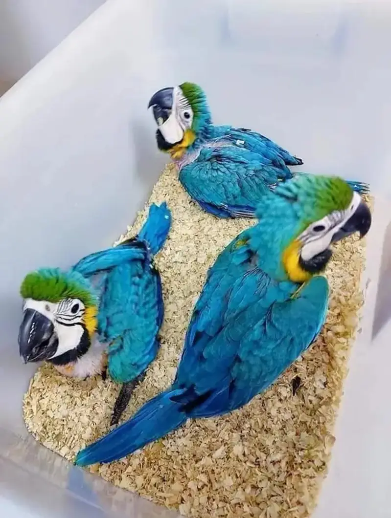 blue macaw parrot chicks for sale (03237384895) — photo 2