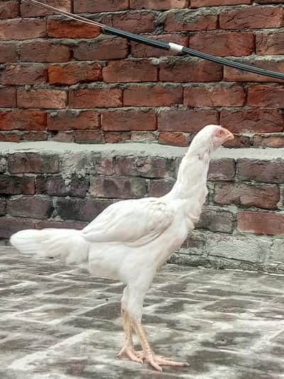 aseel pathia for sale