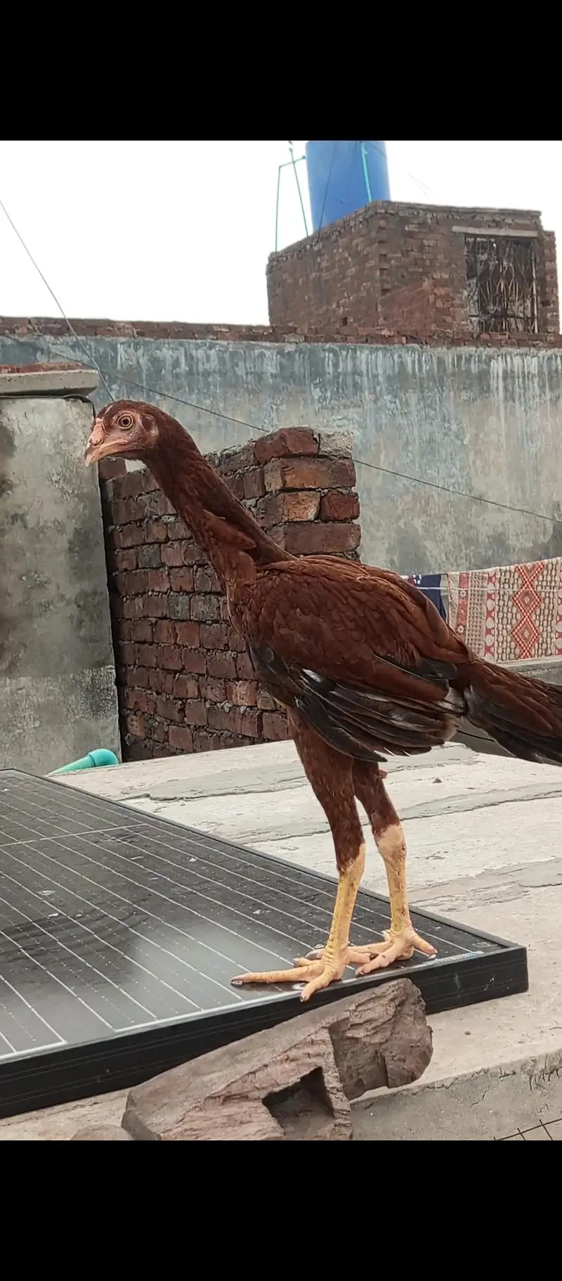 aseel pathia for sale — photo 2