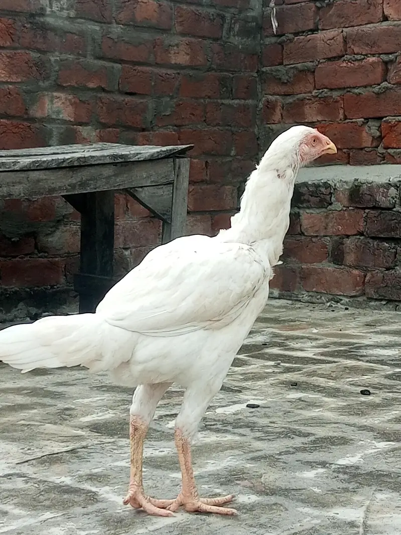 aseel pathia for sale — photo 3